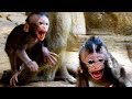 DANIELA CRYING FEAR!!! Pity baby Daniela crying strongly while cruel monkey Doily &Dee Dee doing bad