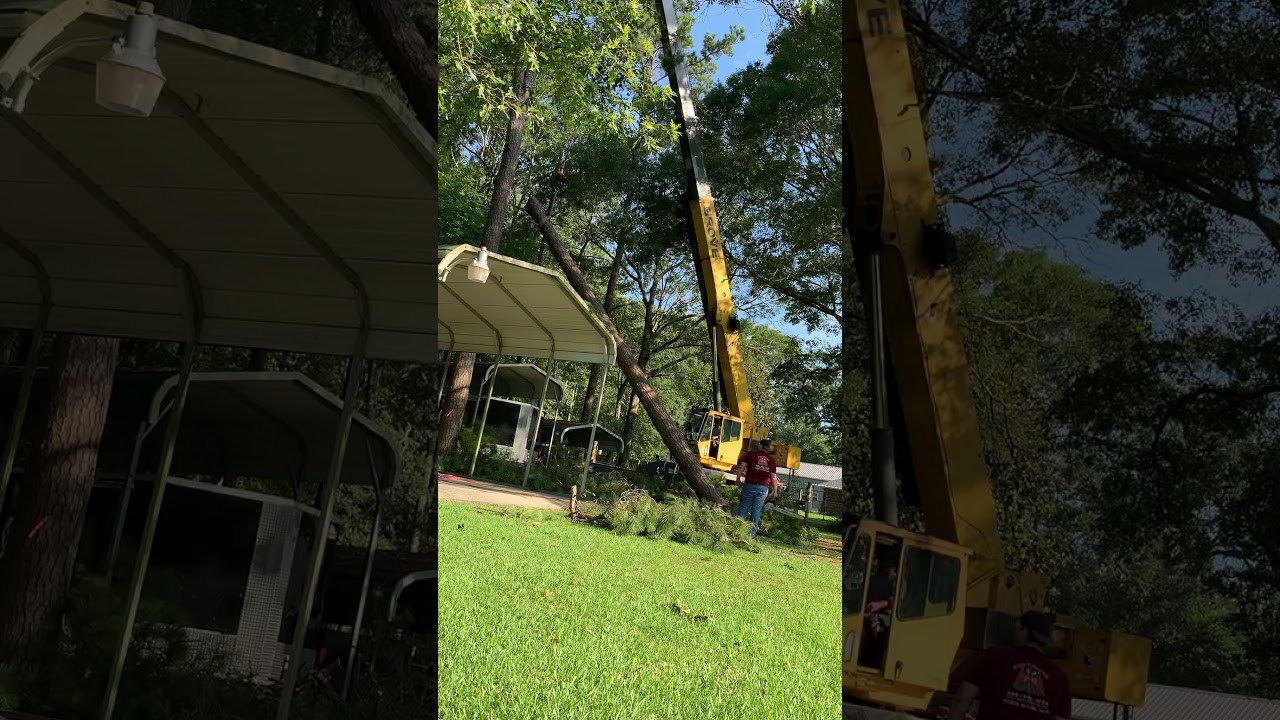 Crane Assisted Tree Removal - YouTube