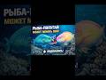 Рыба-попугай — мастер перевоплощений #рыбапопугай #фактыоморе #морскаяжизнь #редкиерыбы