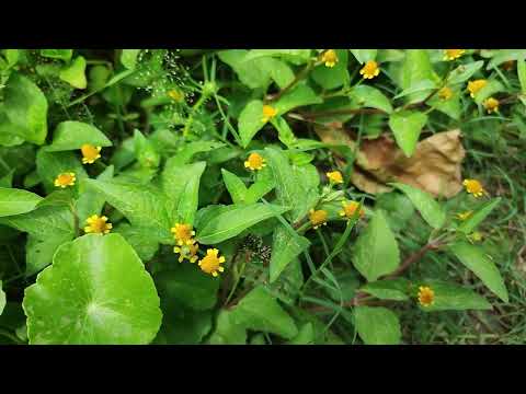 ກີນຜັກຄາດ ດີຕໍ່ຮ່າງກາຍ