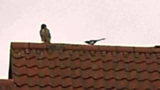 SPARROW HAWK 1 .AVI