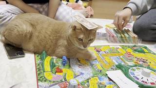 猫好きさん必見✨可愛すぎるオールねこちゃんのデッキ✨キャットルノルマンカード 猫好きさん必見✨可愛すぎるオールねこちゃんのデッキ✨キャット