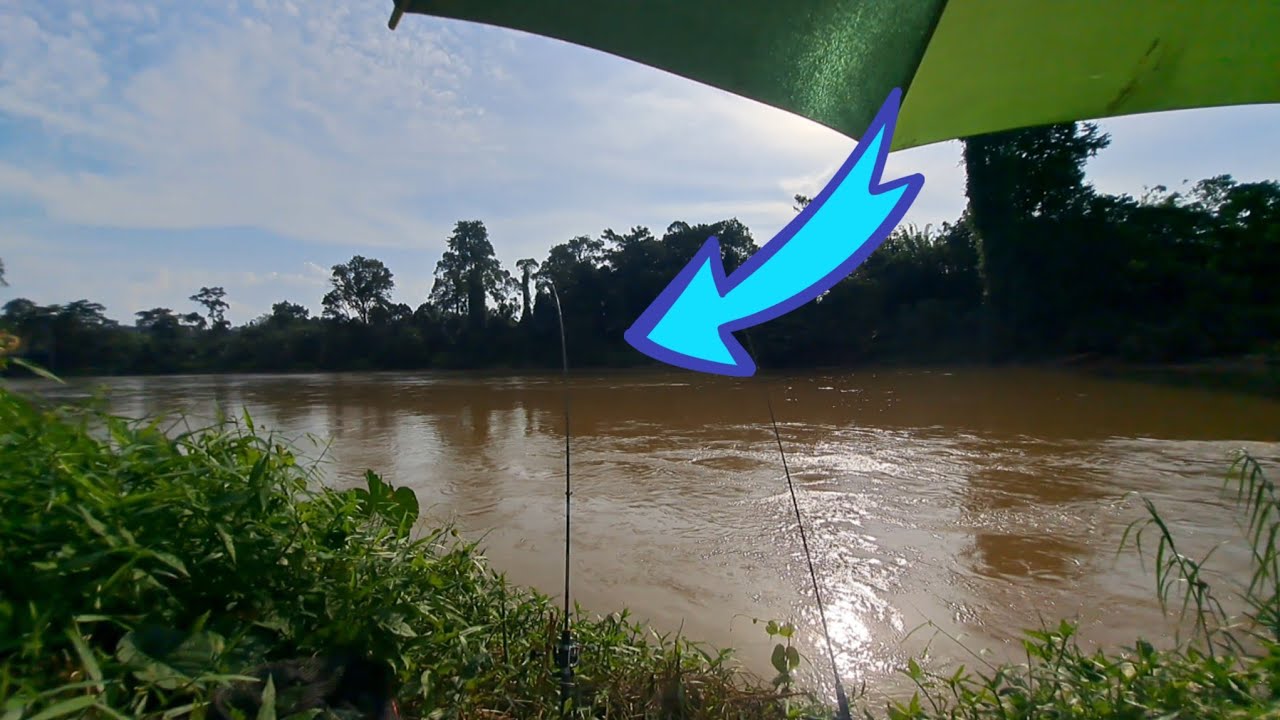 Umpan mengena ikan kayangan | joran melengkung #wms-373