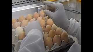Chicken egg inoculation