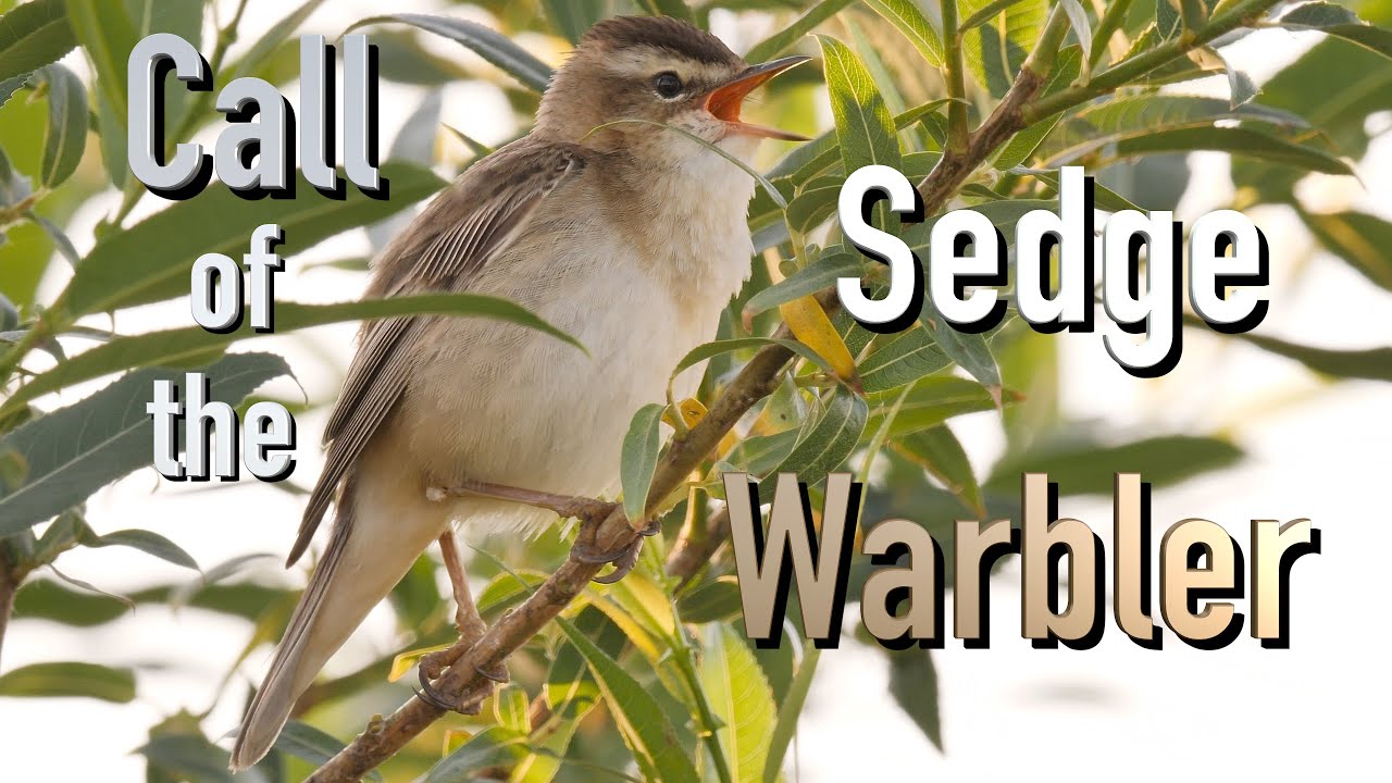 Call of the Sedge Warbler / Ruf des Schilfrohrsängers [1] 