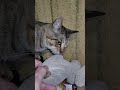 おやすみなさい✨また朝ね❤キンジロウ家族一同心より🙇ありがとうございます😊#music #piano #cat #元気になる動画 #元気お届け #好きな子猫 #保護猫 #cute #猫のいる暮らし