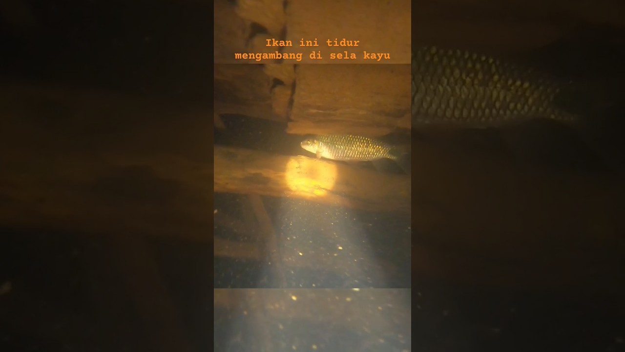 Ternyata Ikan Nilem Tidur Mengambang Di sela Kayu