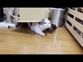 名前を呼ばれるとどこからともなくやって来る猫