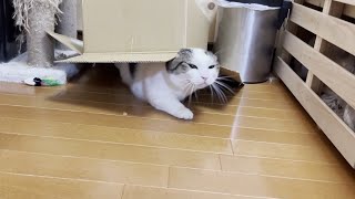 名前を呼ばれるとどこからともなくやって来る猫