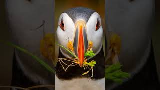 Up Close with Atlantic Puffins screenshot 5