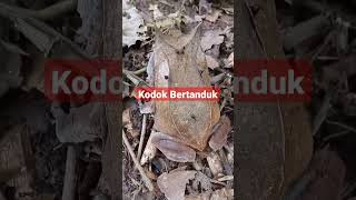 Download Lagu Kodok Langka Bertanduk MP3