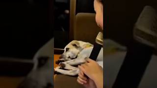 This Dog Needs Justice