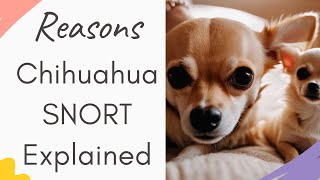 Why Does My Chihuahua Snort (Reasons Explained)