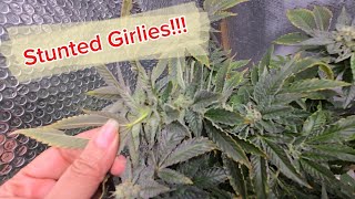 Too Cold, Stunted Girlies & Apple Fritter Dry Weight!