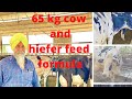65kg COW AND HIEFER FEED FORMULA | AULAKH DAIRY FARM | PUNJAB | BATHINDA | RAMPURA PHUL