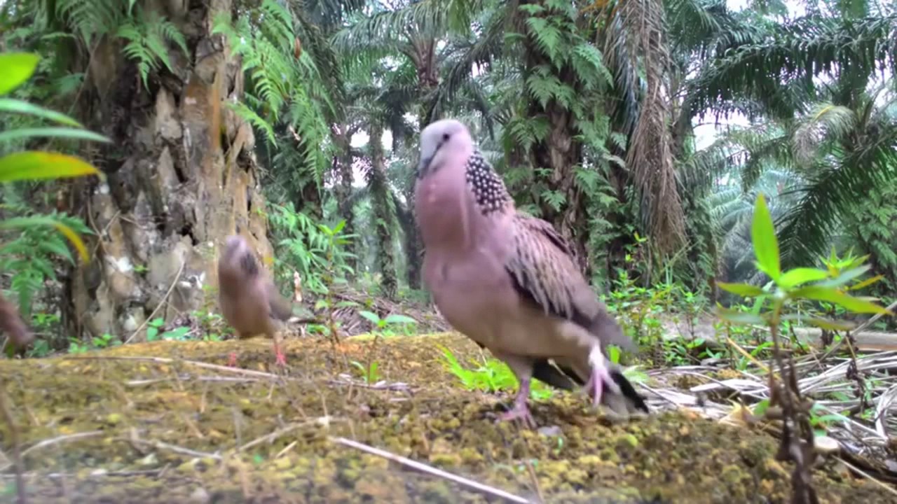 Berburu Burung Tekukur Dekuku Bird Trap Youtube