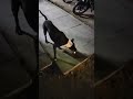 #humanity #dogs ( helping street dogs🐕🐕🐕) #shorts