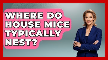 Where Do House Mice Typically Nest? - Insects and Invaders