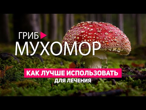 ГРИБ МУХОМОР. КАК ЛУЧШЕ ИСПОЛЬЗОВАТЬ ГРИБ ДЛЯ ЛЕЧЕНИЯ. ПОЛЕЗНЫЕ СВОЙСТВА ГРИБА. СЕКРЕТЫ ДОЛГОЛЕТИЯ