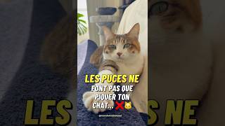 🚨 Les puces ne font pas que piquer ton chat 🐈 🚨 Les puces ne font pas que piquer ton chat 🐈