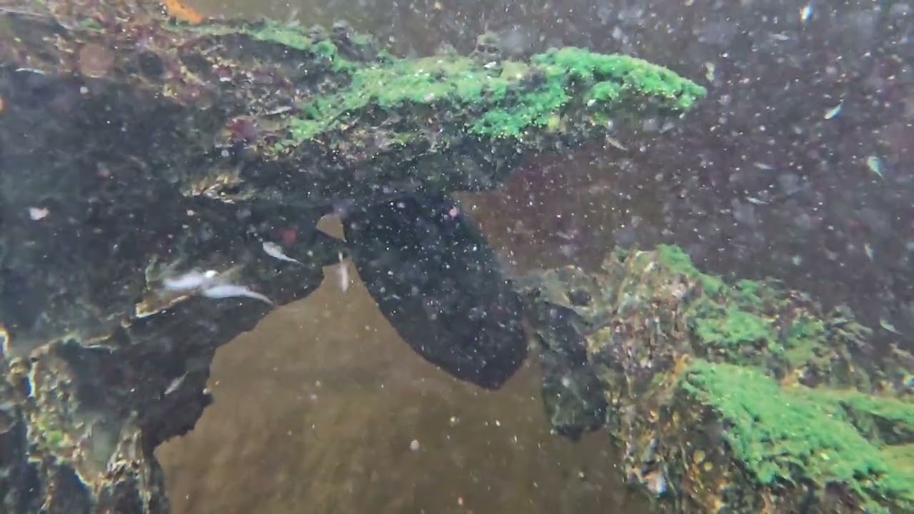 STRANGE Sea-Monkey Behavior!  