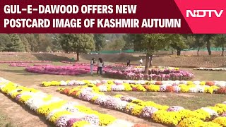 Beyond Chinar, Gul - E - Dawood Offers New Postcard Image Of Kashmir Autumn