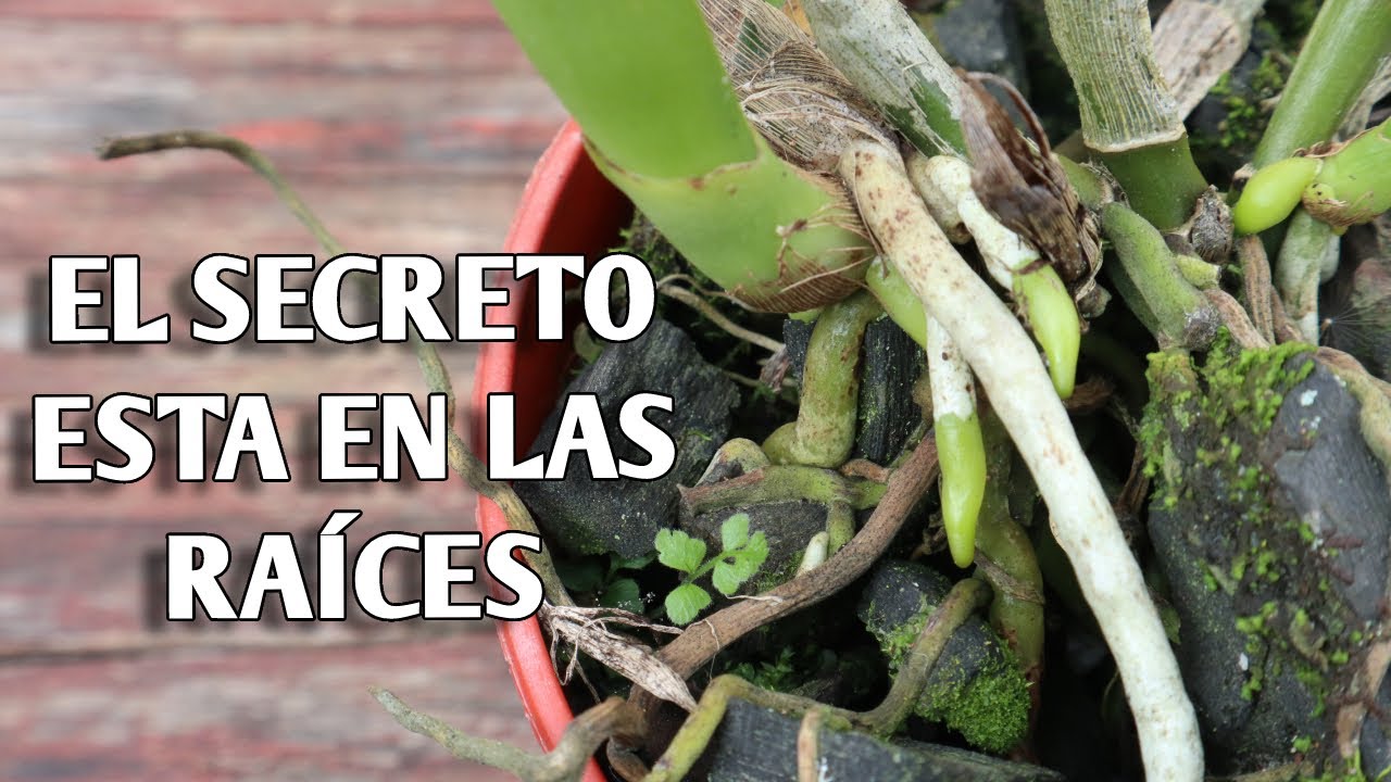 El SECRETO de las ORQUIDEAS esta en Cultivar sus RAÍCES
