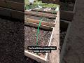 The Flower Babies are Arriving in My Zone 6B Direct Seeded Backyard Garden Beds #gardengirl #garden