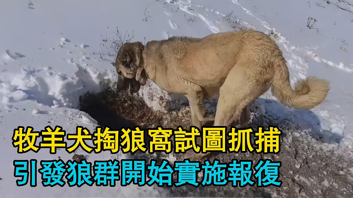牧羊犬掏狼窩試圖抓捕，引發狼群開始實施報復，一場大戰悄然拉開！