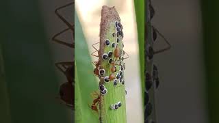 Weaver Ants Farming | Ants At Work