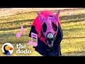This Donkey Sings To Get Everything He Wants | The Dodo
