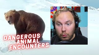 Damn Nature You Scary | Funny Scary Animal Encounters REACTION!!!