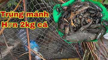Ảnh hưởng Bão số 14. Đám mưa quá lớn cá đua nhau lên đồng…. Vào lờ thấy mê…
