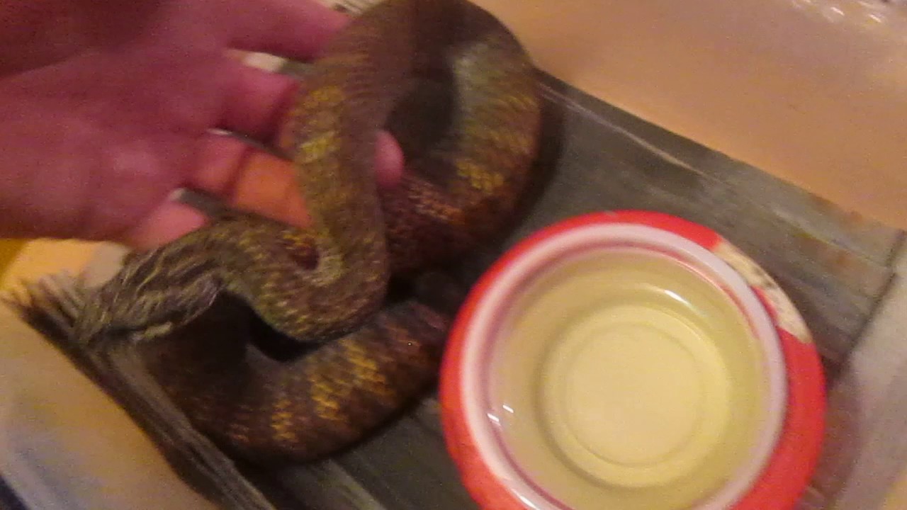 trademark meaning Pregnant Death Adders