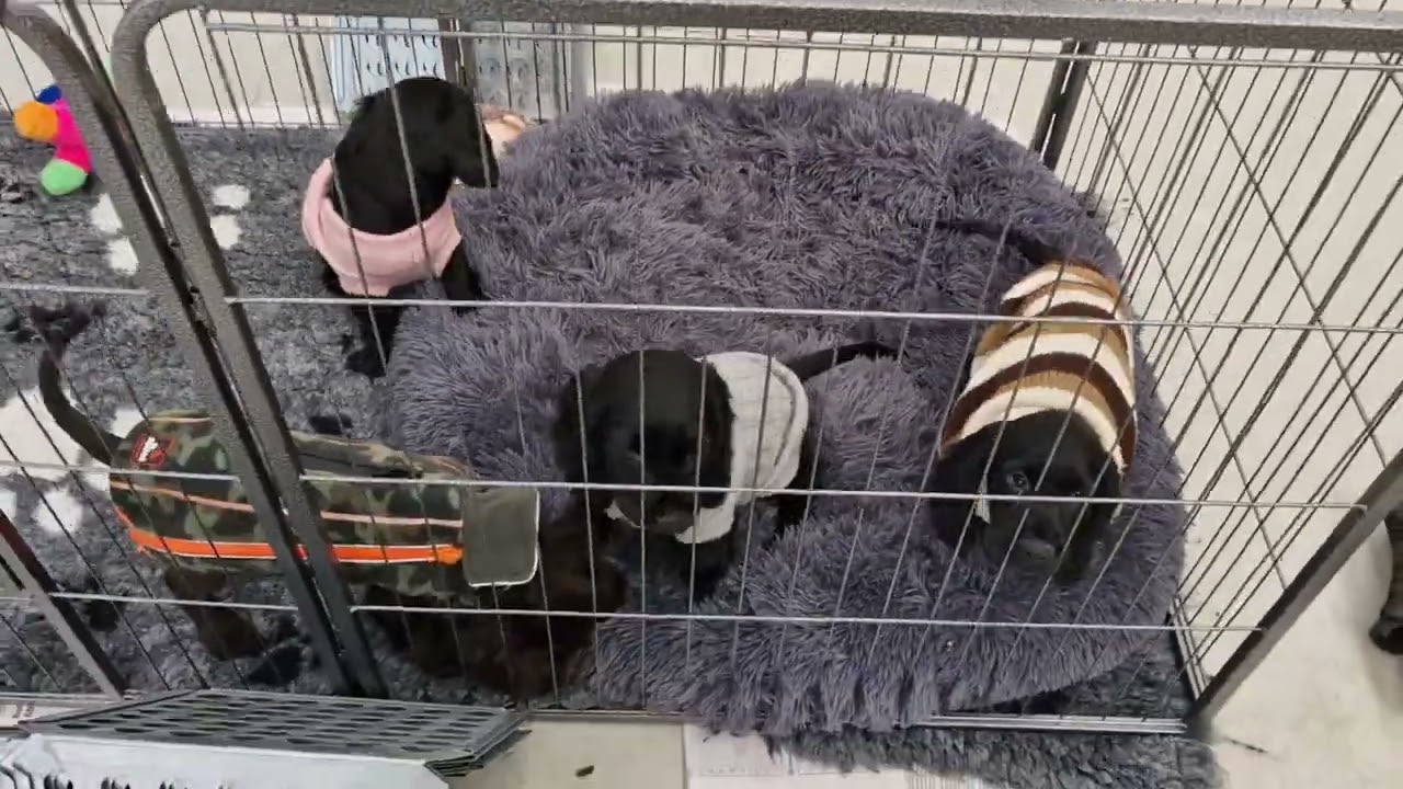 Ace Tage Vinzi og Wimmer Agility 50325   Skabt med Clipchamp