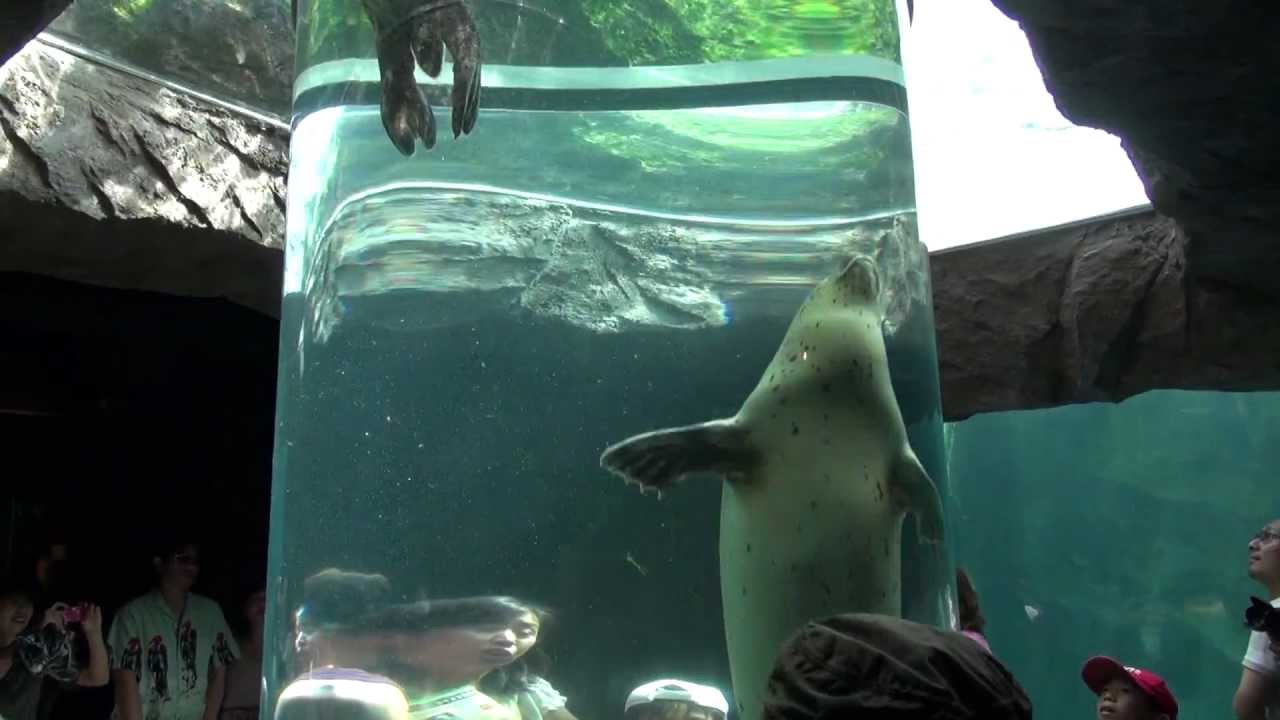 旭山動物園 あざらし館 もぐもぐタイム少し Asahiyama Zoo In Hokkaido 12 8 26 Youtube