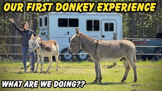 Getting Our First Donkeys! Road Trip To Load Them Up & Haul Back