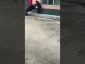 #кабан #загоннаяохота #охота