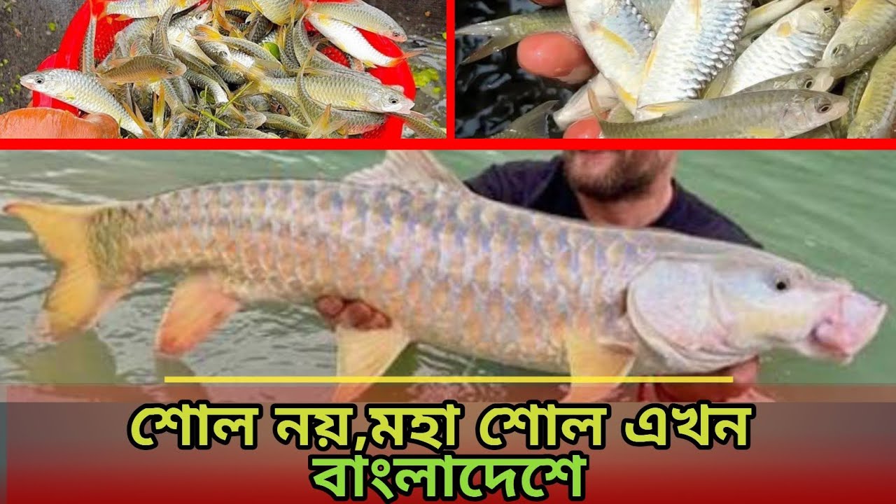 শক্তিশালী পাহাড়ি মাছ শোল নয় মহাশল | মহাশল মাছ চাষ পদ্ধতি | মহাশোল মাছের বাজারে চাহিদা কেমন.? 