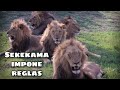 TERRITORIO DE LEONES - Sekekama contra dos Machos!