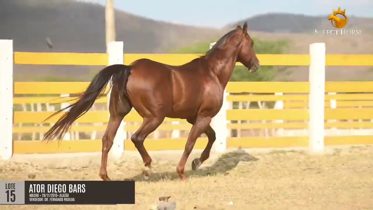 LOTE 15   ATOR DIEGO BARS