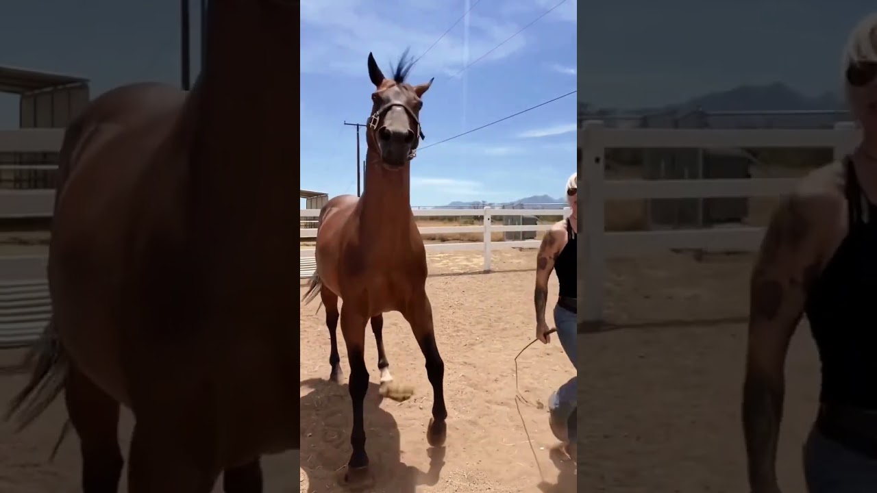 Funny horses
