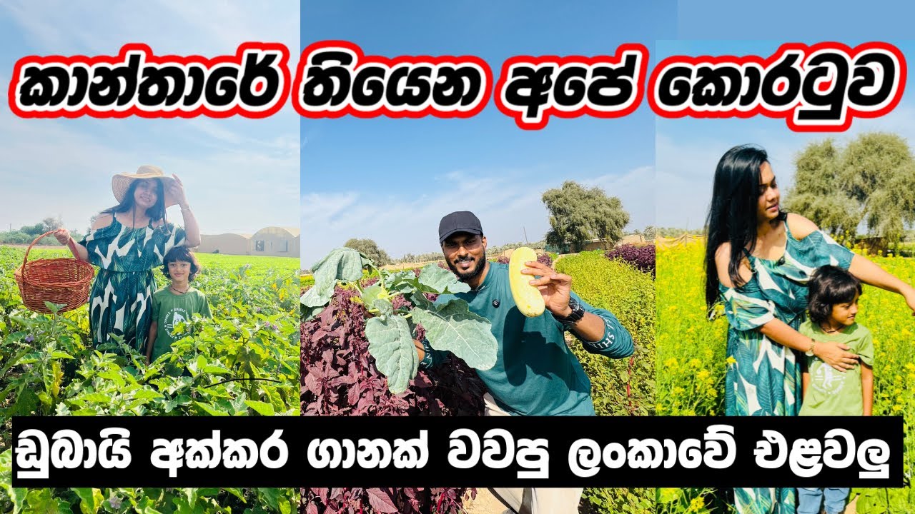 කාන්තාරයක් නුවරඑළියක් කරපු අපේ ගෙවත්ත🥕🥬🥦| Bio Farm tour |Organic farming in Ras Al-khaimah |U.A.E