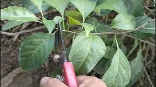 inilah cara membedakan cabang dapat berbunga dan tidak berbunga pada bougenville