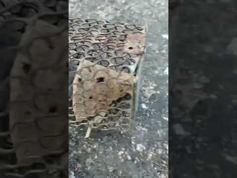 Bhai ky h ye koi btao na🤔🤔🤔🤔#viralshort #mouse #animal #trendingshorts #contentceator