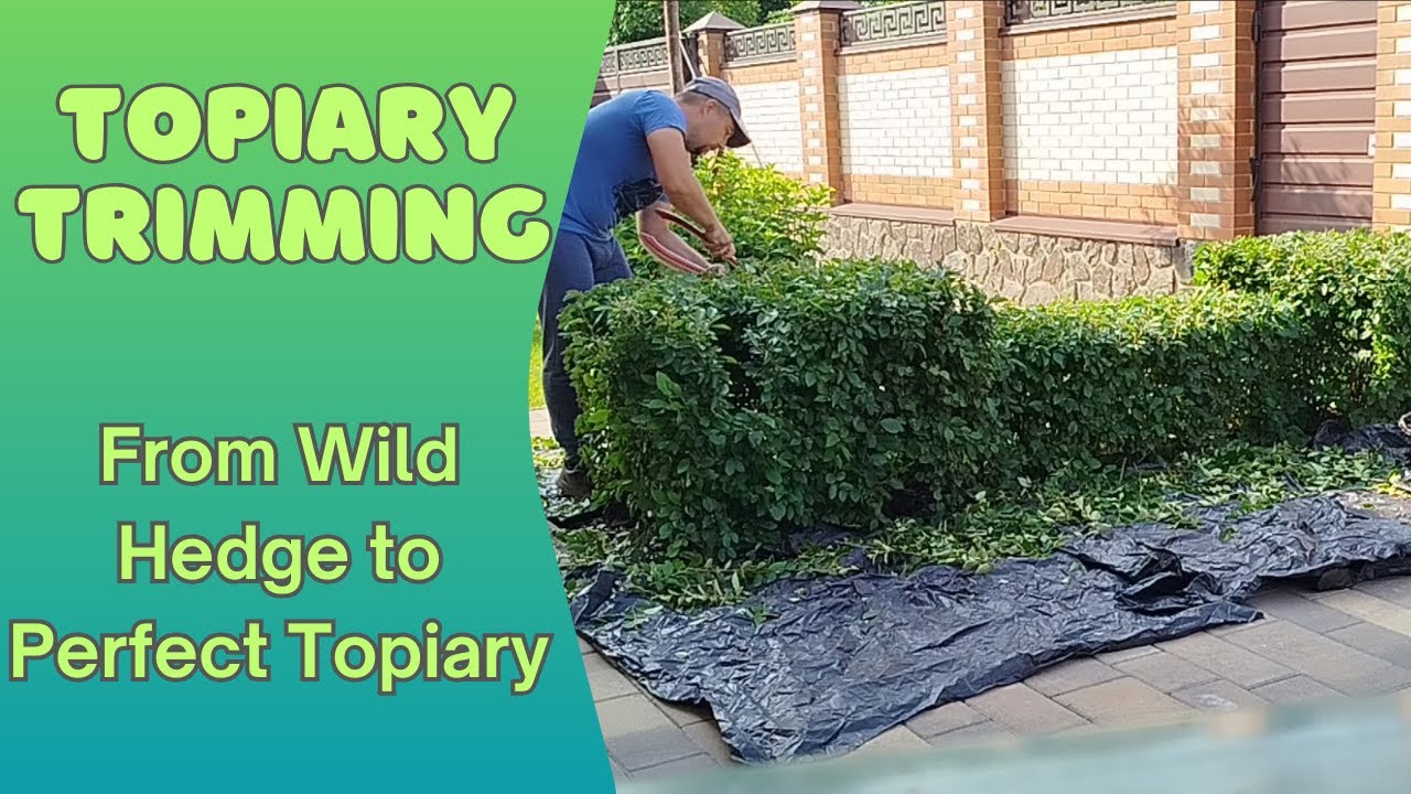 From Wild Hedge to Perfect Topiary