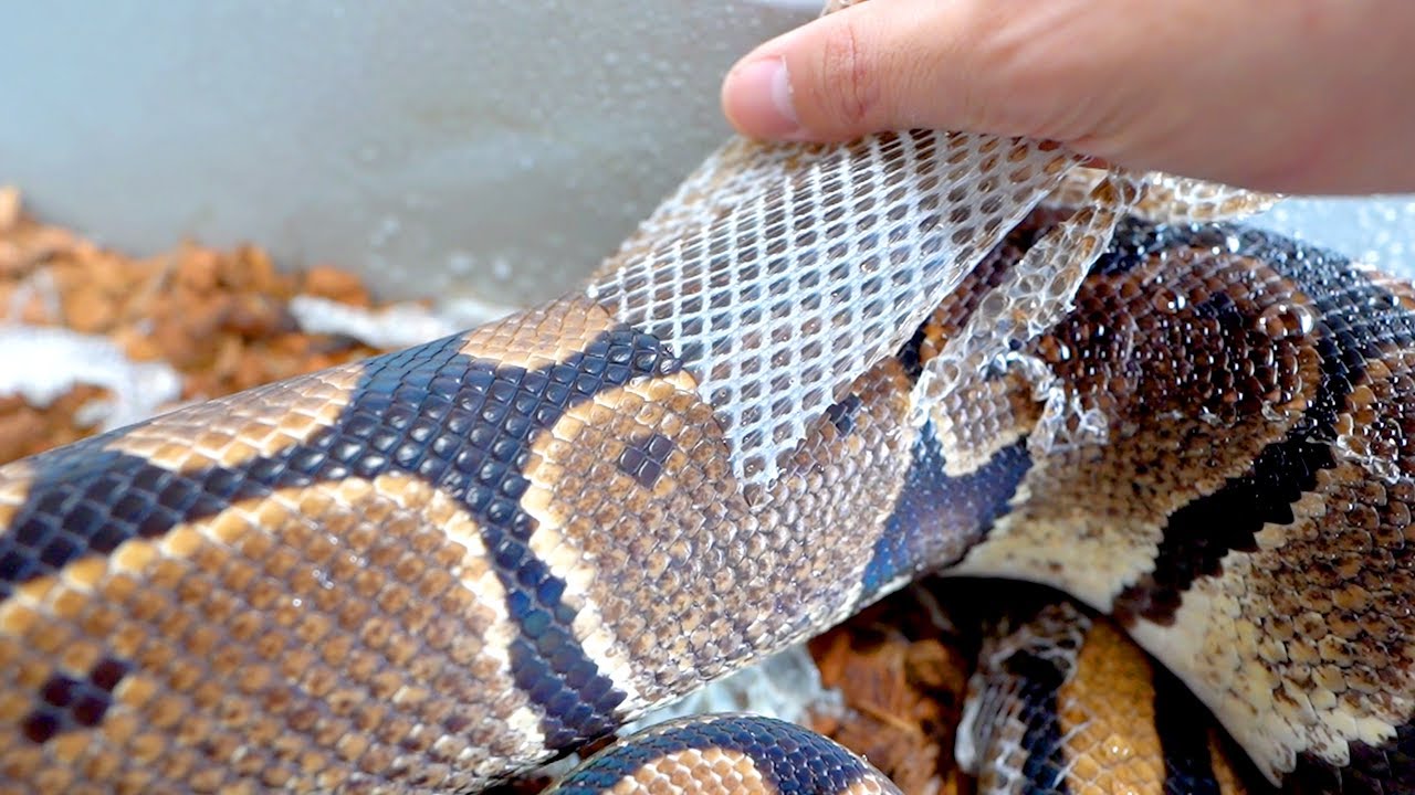 Helping a giant python shed its skin felt so good - YouTube