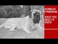 Wobbler Syndrome in Dogs | Wobblers Disease Diagnosis in 21 Month Old Mastiff [MRI Scans Discussion]