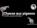 Chasse  la palombe tir poscal16