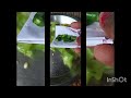 কামরাঙ্গা মাখা😋😋#video#youtube #post#♥️😛